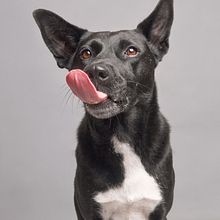Mi Proyecto del curso: Introducción a la fotografía de perros. Studio Photograph, Photograph, Portrait Photograph, Documentar, Photograph, Lifest, le Photograph & Interior Photograph project by Karlos Rodríguez - 04.30.2024