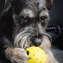 Mi Proyecto del curso: Introducción a la fotografía de perros. Photograph project by Nina Roze - 12.19.2019