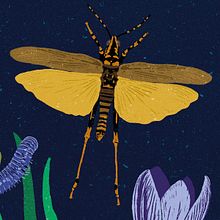 BioBlitz . Un proyecto de Diseño de carteles, Diseño gráfico e Ilustración digital de Nerea Gómez - 19.12.2019