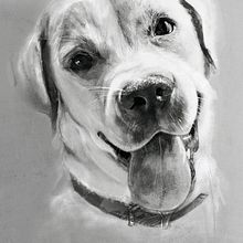 Perritos. Un projet de Beaux Arts, Créativité, Dessin, Dessin au cra, on, Dessin artistique, Dessin de portrait et Illustration numérique de Irene Gómez - 20.12.2019