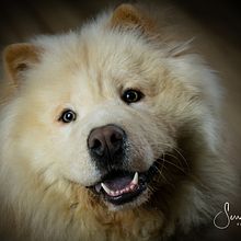 Mi Proyecto del curso: Introducción a la fotografía de perros. Projekt z dziedziny Fotografia stud i jna użytkownika Serrana Rabosto Elizaga - 05.01.2020