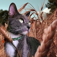 Composición digital. Design, Design digital, Design gráfico, Fotografia, Fotografia com celular, e Retoque fotográfico projeto de marianna espinoza - 06.01.2020