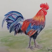 Gallo. Un proyecto de Ilustración tradicional de vicmirmir - 30.12.2019