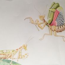 Ilustración Mantis. Traditional illustration project by María Ortiz - 11.07.2018