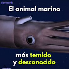 Calamares gigantes. Video project by markosso - 01.09.2020