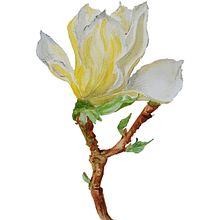 Mi Proyecto del curso: Ilustración de un diario naturalista Ein Projekt aus dem Bereich Traditionelle Illustration von Loli Crespo - 11.01.2020