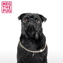 Mi Proyecto del curso: Introducción a la fotografía de perros. Un proyecto de Fotografía de estudio de David Bonilla Medina - 11.01.2020