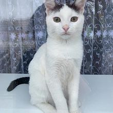 photo of my cat for the mood. Un progetto di Fotografia con smartphone di Alexandra Timoshenko - 12.01.2020