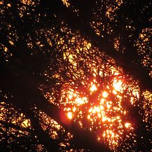 Mi Proyecto del curso: Naturaleza. Un projet de Photographie de Catalina Cid - 13.01.2020