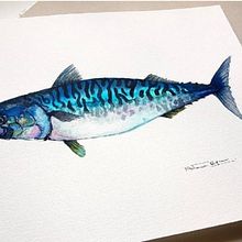 CABALLA - Seafood Collection . Desen, Ilustrație tradițională și Arte plastice de Natuca Requero - 01.13.2020