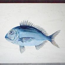 DORADA - Seafood collection . Arte și meșteșuguri, Arte plastice, Desen realist & Ilustrație tradițională de Natuca Requero - 01.13.2020