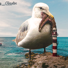 Giant Seagull. Digital Photograph, Photograph, Post-production, and Photo Retouching project by kale.tamariz - 01.17.2020