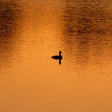 Mi Proyecto del curso: Introducción a la composición fotográfica minimalista. Een project van Fotografie van piedadherrera - 20.01.2020