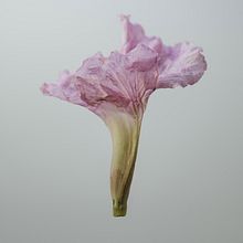 Green Leaves. Un proyecto de Fotografía y Fotografía artística de Citlalli Rico - 27.03.2017