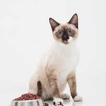 Tu Mascota, Mi Modelo♥. Photograph, Studio Photograph, and Digital Photograph project by Josselyn Melany Echeverri Jaramillo - 01.24.2020