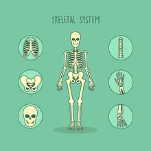 Skeletal System Serie de ilustraciones para microstockNuevo proyecto . Ilustrasi Vektor proyek oleh Patricia Ruiz Muñoz - 01.28.2020