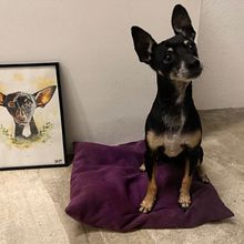 Pet Portraits Watercolor. Traditional illustration project by Estefania Gomez - 01.30.2020