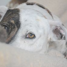 Leica & Lola. . Photograph project by Adriana Bastidas - 02.01.2020