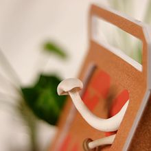 Packaging SAVIA Kit Setas Autocultivo Ein Projekt aus dem Bereich Verpackung von Isabel Rojo - 06.02.2020