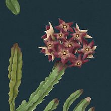 Ilustración botánica. Caralluma y Espina de Cristo. Traditional illustration, Botanical Illustration, Digital Illustration, and Vector Illustration project by Raquel Feria Legrand - 01.01.2020