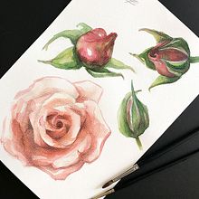 Julia's rose (ilustración botánica). Desenho realista, Ilustração tradicional, Ilustração botânica, Pintura, e Pintura em aquarela projeto de Evgenia Veselkova - 13.02.2018