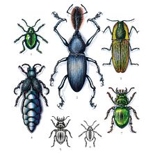 Coleoptera. Un proyecto de Ilustración tradicional, Ilustración botánica y Pintura a la acuarela de Yahir Esquivel - 10.02.2020