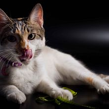 Mi Proyecto del curso: Introducción a la fotografía de perros. Projekt z dziedziny Fotografia użytkownika Carolina Cardona Valencia - 23.02.2020