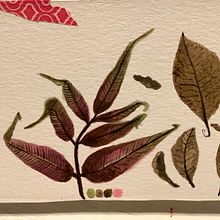 Mi Proyecto del curso: Ilustración botánica con acuarela. Un progetto di Illustrazione botanica di Mónica Angulo Pinto - 01.03.2020