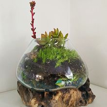 madre.monte.co plantas Ein Projekt aus dem Bereich Fotografie für Instagram von BEATRIZ ELENA MONTOYA - 04.03.2020