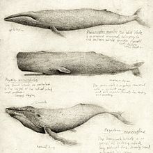 Old Sketch Studies. Traditional illustration, and Pencil Drawing project by Mike Koubou - 11.05.2019
