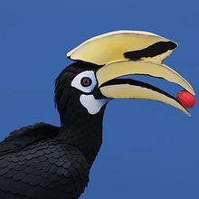 Oriental pied hornbill . Un progetto di Animazione di personaggi, Belle arti, Character design e Papercraft di Diana Beltran Herrera - 08.03.2020