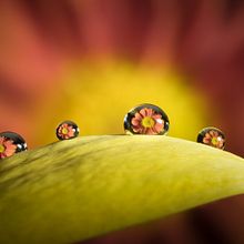 Mi Proyecto del curso: Introducción a la fotografía macro Ein Projekt aus dem Bereich Fotografie von Sergi Gomez Garcia - 09.03.2020