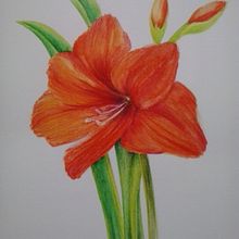 Amaryllis. Fine Arts, Drawing, Pencil Drawing, Artistic Drawing, Design, Product Design, Graphic Design, Bookbinding, Traditional illustration, Botanical Illustration, and Watercolor Painting project by Soraia Alonso - 03.11.2020