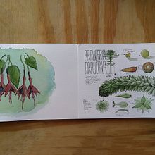 Mi Proyecto del curso: Ilustración de un diario naturalista. Projekt z dziedziny Malowanie akwarelą użytkownika guzmanunez.pablo - 14.03.2020