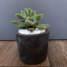 MACETEROS, VELAS Y MACETAS CONCRETO GRIS Y NEGRO. Projekt z dziedziny  Dekoracja wnętrz użytkownika Montse FloGo - 27.05.2020