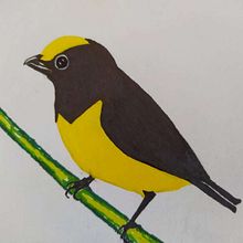 Amarillo, azul y rojo. Desenho projeto de Viviana Riascos Cataño - 13.03.2020