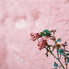 Colores analógicos. Un progetto di Fotografia di Irene Boned Muñoz - 19.03.2020