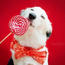Mi Proyecto del curso: Introducción a la fotografía de perros, gracias por todo! me sirvió muchísimo en varias cosas  que me hacían falta definir.. Product Photograph, and Portrait Photograph project by Nayeli Rodríguez Acosta - 02.05.2020
