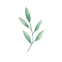 Small olive tree twig for a friend wedding card  Ein Projekt aus dem Bereich Botanische Illustration von frativ - 20.03.2020
