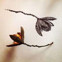 Maticas Silvestres. Un proyecto de Dibujo e Ilustración botánica de Nathalia López Zambrano - 21.03.2020