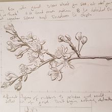 Spring buds. Un proyecto de Ilustración botánica de Jo Turner - 22.03.2020