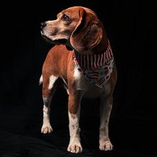Ron The Beagle desde Puerto Rico . Un proyecto de Fotografía de Michell Santiago - 24.03.2020
