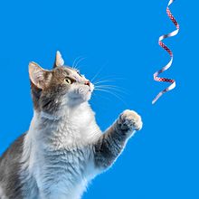 Petlover. Un projet de Direction artistique, Photographie , et Photographie de portrait de Brandon de Leon - 01.04.2020
