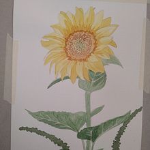Aprendiendo acuarela botánica 2. Un proyecto de Bellas Artes, Creatividad e Ilustración botánica de paulibloom - 26.03.2020