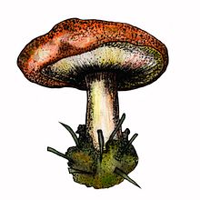 Proyecto personal de botánica. Botanical Illustration project by Ana Gabriela Fn - 03.26.2020
