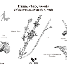 Ilustración Científica_Tinta. Un proyecto de Bellas Artes, Dibujo, Dibujo realista, Ilustración tradicional e Ilustración botánica de uli martinez - 29.03.2020