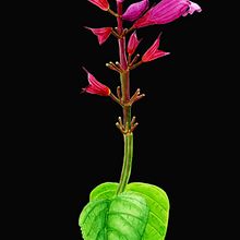 Mi Proyecto del curso: Ilustración botánica con acuarela. Botanical Illustration project by Jesús Guadalupe González Gallegos - 03.29.2020