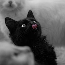 once upon a time... a cat. Un progetto di Fotografia di nadabenjannet - 31.03.2020