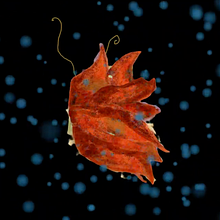 TARA. Animation, and Motion Graphics project by María Artigas Albarelli - 03.30.2020