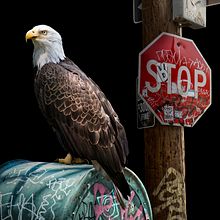 Guardians. Collage, Digital Photograph, and Fine Arts project by Nick Pedersen - 04.01.2020